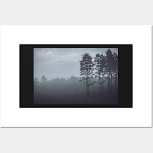Mystery pine forest covered with fog Posters and Art